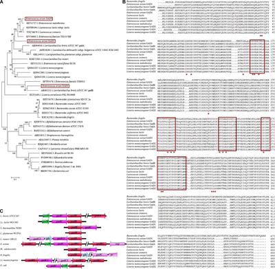 Molecular Analysis of Glutamate Decarboxylases in Enterococcus avium